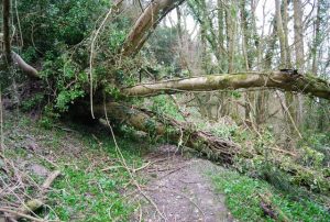 Photo of tree across footpath.