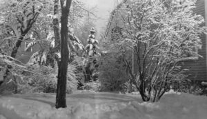 Photo of fresh snow in the trees, building in background.