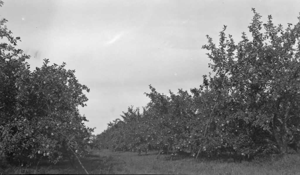 Photo of Chick’s Apple Orchard (Chick’s Apple and Berry Farm), Fall 1951.